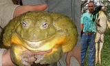 Hoảng hốt với loài ếch nặng gần chục cân và dài gần mét