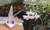 Người chơi lan đột biến tiết lộ sự thật khó tin về các thương vụ mua - bán gần 'trăm tỉ'