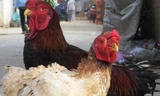 50 triệu đồng một cặp gà Đông Tảo