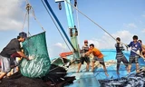 Đưa ra xét xử vi phạm về chống đánh bắt thủy sản trái phép ngay từ 1/8