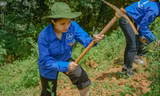 Ban Bí thư Trung ương Đoàn yêu cầu thực hiện nghiêm an ninh, an toàn hoạt động tình nguyện