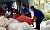 Đoàn viên, thanh niên tình nguyện hỗ trợ đóng gói tỏi Lý Sơn cho bà con nông dân