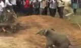 Màn giải cứu voi con ngã xuống hố sâu