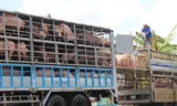 Lợn hơi rớt giá vì Trung Quốc giảm mua