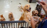 Sống khổ vì hàng xóm nuôi gần 100 con chó, nhà cạnh trạm cứu hộ chó mèo