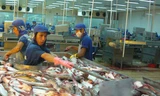 Việt Nam lo ngại quy định mới về cá da trơn