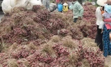 Hành tím tồn đọng trong dân. Ảnh: Ngọc Duyên