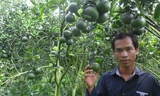Anh Lộc bên vườn cam trĩu quả của mình. ẢNH: HÒA HỘI
