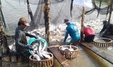 Nhiều doanh nghiệp cho rằng, nghị định về cá tra chẳng qua là hình thức vẽ thêm phí cho Hiệp hội thu. Ảnh: Sao Mai