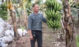 Tỷ phú Phạm Năng Thành bên những buồng chuối trĩu quả gần vụ thu hoạch. Ảnh: Quang Lộc