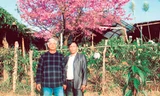 Ông Trần Lệ (trái) và bạn trước cây anh đào Nhật Bản. Ảnh: minh sang