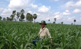  Nông dân Kiên Giang đang thay thế dần lúa bằng trồng ngô lai