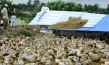 Vịt chạy đồng tiềm ẩn nguy cơ dịch bệnh lây lan vùng sông nước