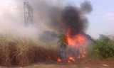 Vụ cháy rẫy mía ngày 10/3 gây mất điện 4 khu công nghiệp tại Đồng Nai và các vùng lân cận Ảnh: Phạm Tùng