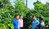 Thanh niên dân tộc thiểu số phát triển kinh tế từ nguồn vốn vay ủy thác qua tổ chức Đoàn