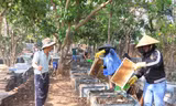 Tận thấy quy trình ‘ru ong ngủ’ để thu mật