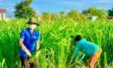 Đoàn thanh niên xã Ea Wer cắt cỏ cho bò, hỗ trợ người dân đang cách ly
