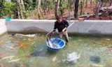 Nuôi cá 'quý tộc', chàng trai vùng sâu thu nhập cả tỉ đồng mỗi năm