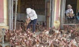 Chợ đầu mối mỗi ngày tiêu thụ hàng chục tấn gà thải lậu