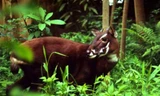 Loài thú quý hiếm nhất thế giới chỉ còn vài cá thể ở Việt Nam