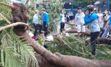 Cây đổ ở trường học, khiến 18 học sinh thương vong.