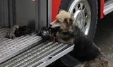 Chó mẹ lao vào ngôi nhà rực lửa để cứu 5 cún con
