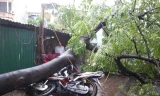 Cây đổ đè bẹp hai xe máy