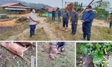 Hình ảnh trâu bò chết rét la liệt ở vùng núi Nghệ An