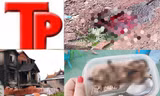 Bản tin Hình sự: Công an vào cuộc vụ bức ảnh hộp cơm thịt chuột của học sinh vùng cao