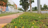 Mãn nhãn với những con đường xanh và thơ mộng trong KCN Yên Phong của Viglacera