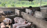 Thành phố Cao Bằng tiêu hủy gần 3 tấn lợn mắc dịch tả lợn châu Phi