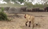 Sư tử hùng hổ đuổi cả đàn trâu và diễn biến không thể ngờ