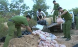 Tiêu hủy khẩn cấp 1 tấn sụn gà thối ở Quảng Trị