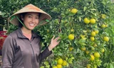 9X 'Tiên Quýt' từ chối cơ hội làm việc ở trời Tây, về quê làm nông dân, mỗi năm thu tiền tỷ