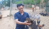 Anh Hà Văn Ngọc tại khu vực chăn nuôi gà trong trang trại của mình 