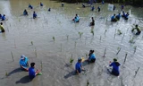 Thanh niên Cà Mau trồng 120.000 cây xanh chắn sóng