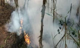 Cháy rừng ở Cà Mau