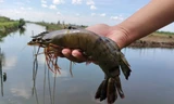 Tôm Cà Mau có thêm chứng nhận quốc tế