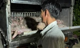 Phát hiện xe chở 120 con heo không giấy kiểm dịch