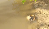 Lại xuất hiện tình trạng cua Cà Mau chết trên diện rộng