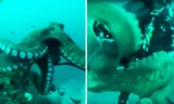 Bạch tuộc khổng lồ lao đến giật máy quay của thợ lặn