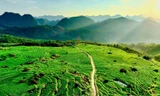 Ruộng bậc thang xanh mướt mùa lúa non 'đốn tim' du khách 