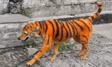 chó