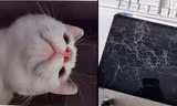 Để quên iPad ở nhà, khi về thì phát hiện ra em mèo cưng đã chụp hàng chục bức ảnh selfie