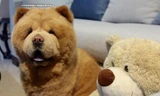 Mời bạn gặp Chowder - chú chó giống hệt gấu bông siêu to khổng lồ
