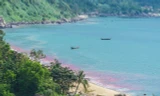 Vệt nước màu đỏ trên biển Đà Nẵng thực chất là ấu trùng ruốc hay còn gọi là trứng ruốc (ảnh FB)