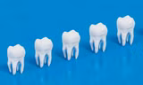 Cấy ghép răng bằng tế bào gốc: Chấm dứt trám răng, đau đớn khi điều trị tủy 