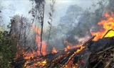 Gần 500 người đang khẩn trương chữa cháy rừng tại núi Nghiêm 