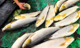 Cá bè nuôi trên sông Đồng Nai chết hàng loạt