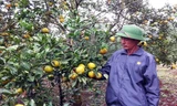 Ông Hóa dẫn phóng viên ra thăm vườn cam của gia đình mình.